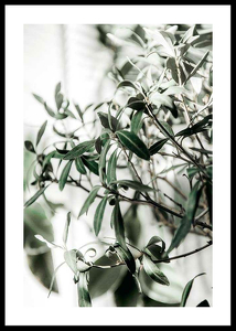 Olive Tree-0