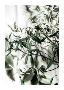 Olive Tree-1