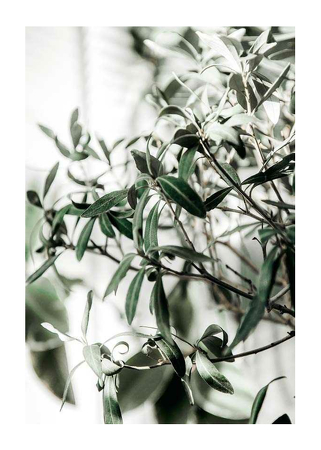 Poster Olive Tree