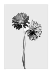 Daisies Intertwined-1