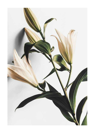 Poster Lilies
