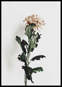 Chrysanthemum No1-2