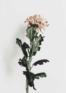 Chrysanthemum No1-3