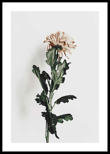 Chrysanthemum No1-0