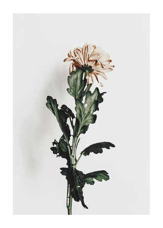 Poster Chrysanthemum No1