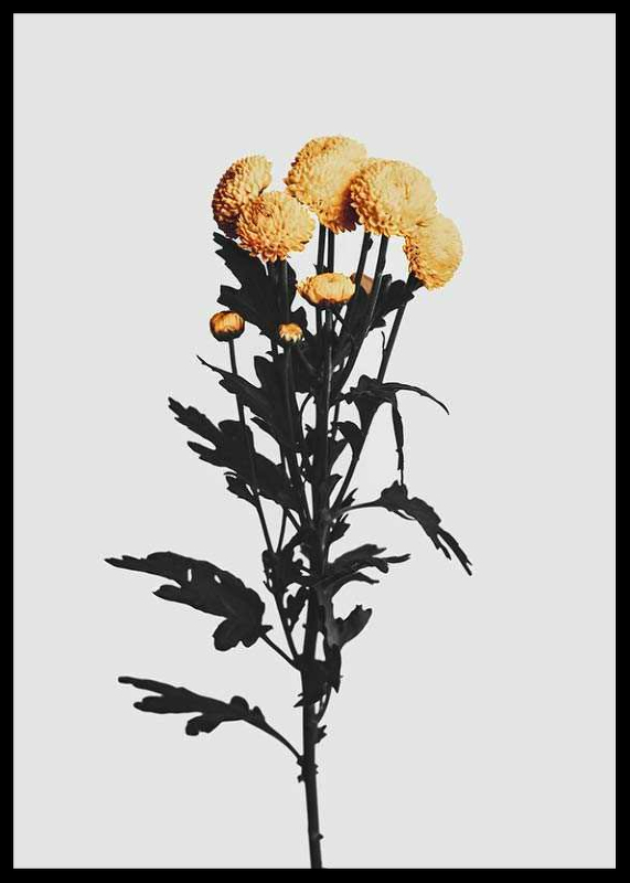 Chrysanthemum No2-2