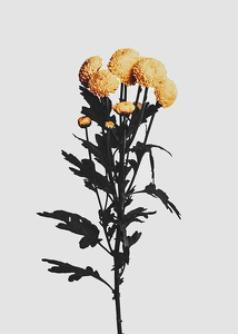 Chrysanthemum No2-3