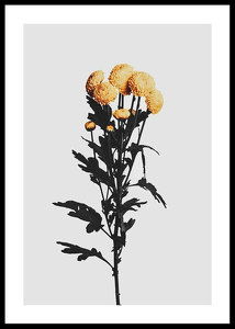 Chrysanthemum No2-0