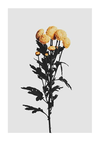 Poster Chrysanthemum No2
