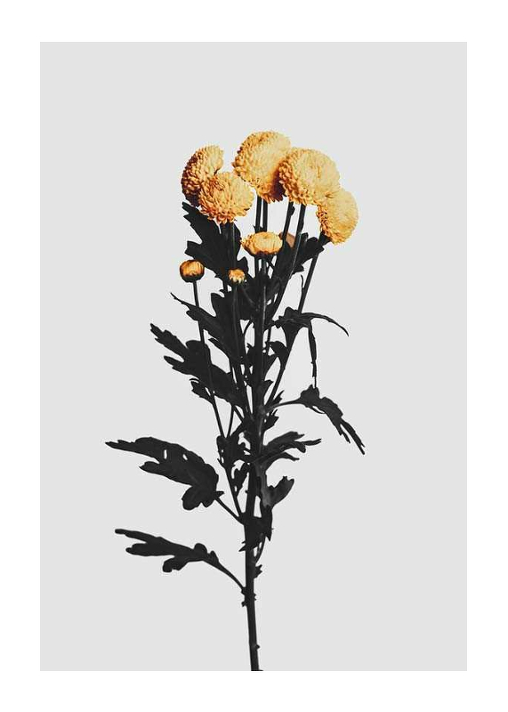 Chrysanthemum No2-1