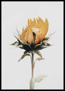 Yellow Sunflower-2