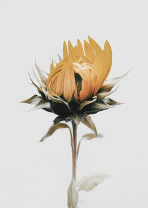Yellow Sunflower-3