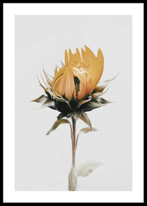 Yellow Sunflower-0