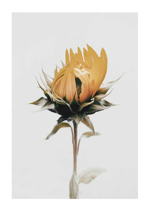 Yellow Sunflower-1