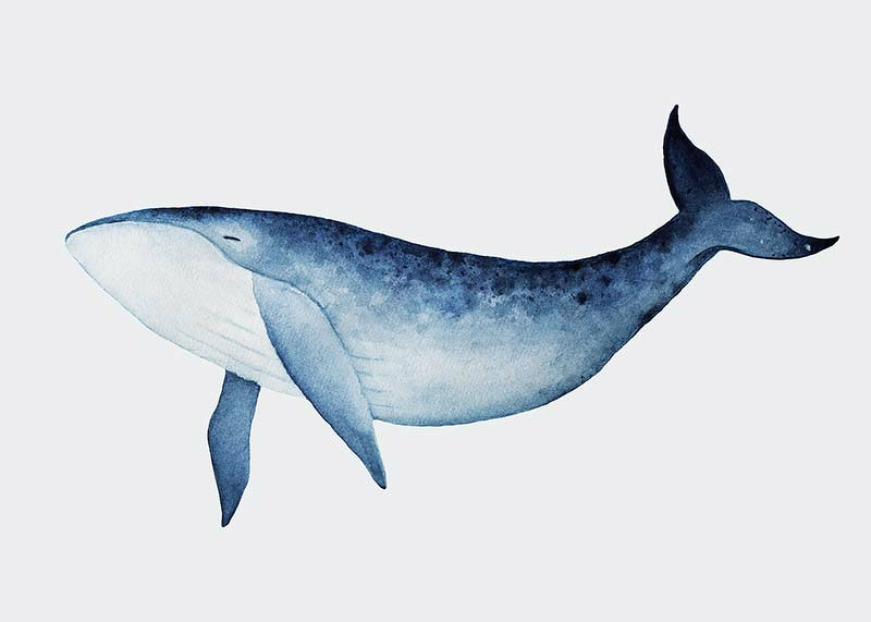 Watercolor Whale-3