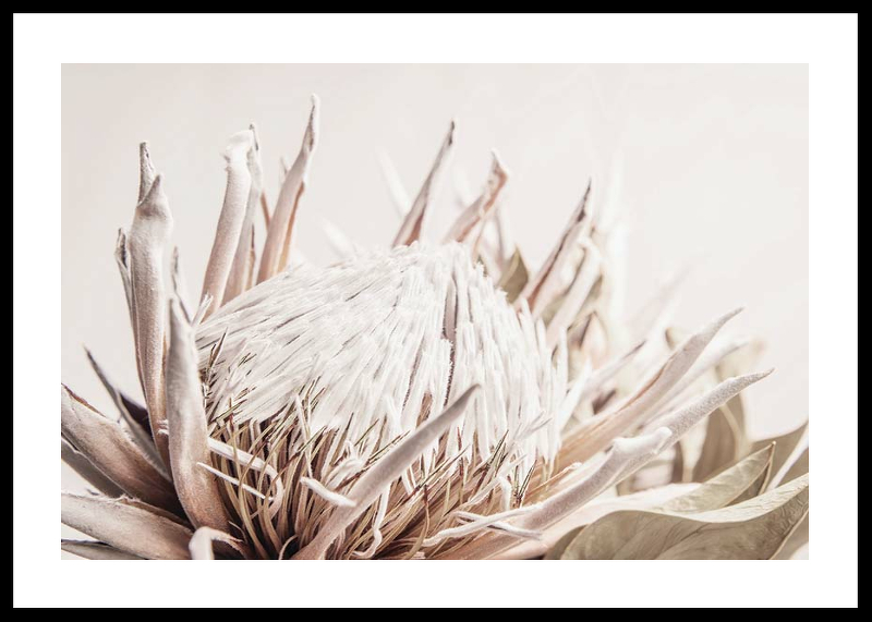Protea Flower No1-0