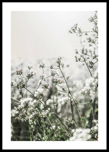 White Flowers In Spring-0