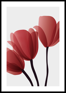 Red Tulips No2-0