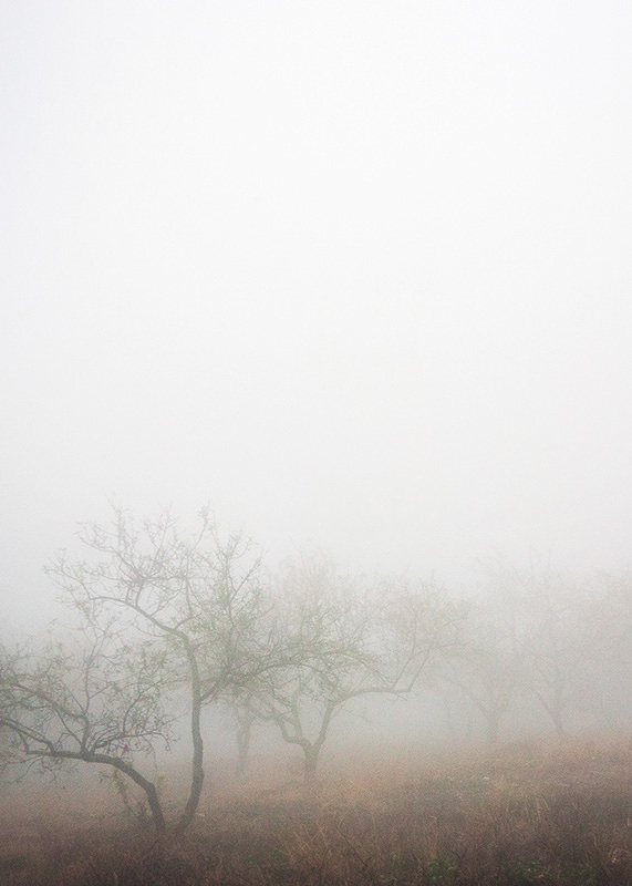 Trees In Fog-3
