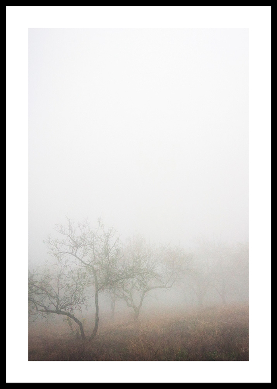 Trees In Fog-0