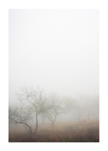 Trees In Fog-1
