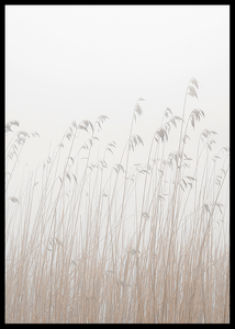 Grass In Fog-2