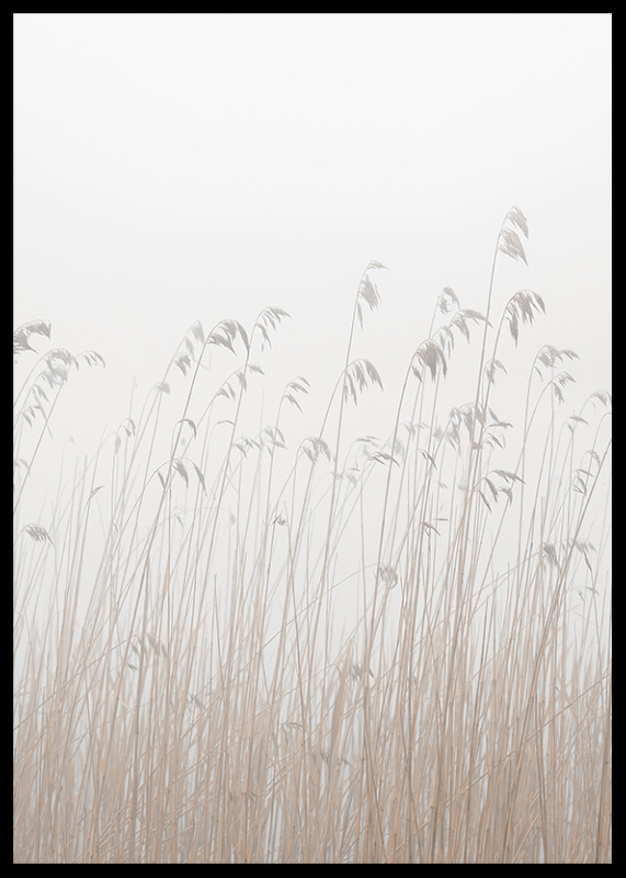 Grass In Fog-2