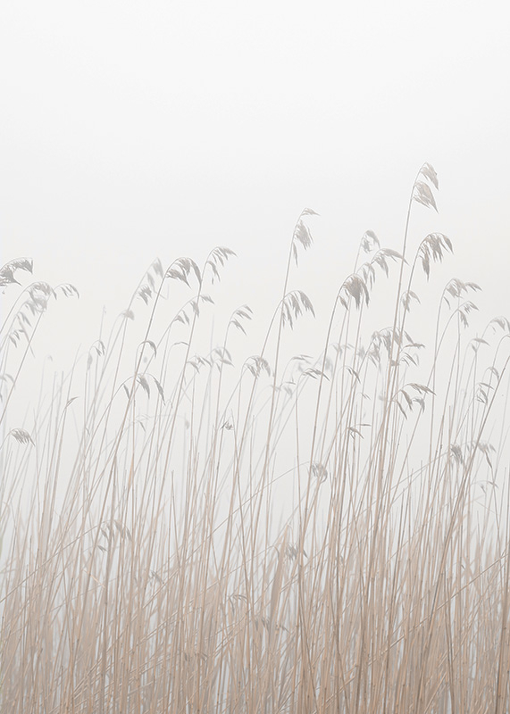 Grass In Fog-3