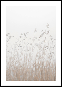 Grass In Fog-0