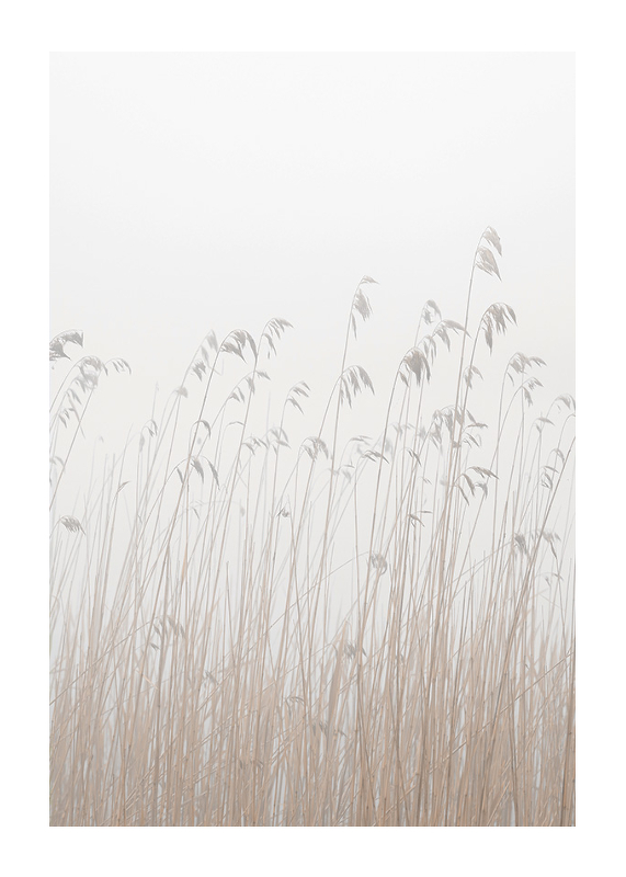Grass In Fog-1