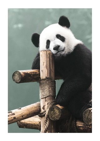 Poster Giant Panda Bear