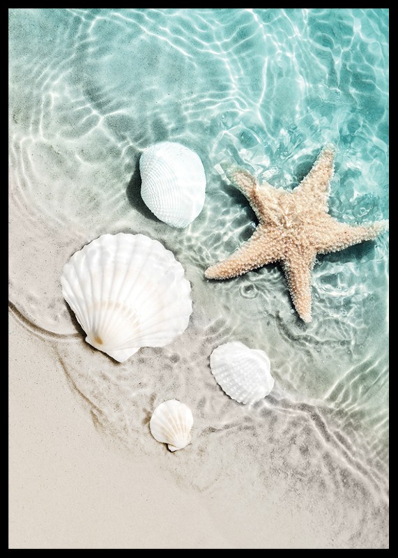 Starfish And Seashell-2