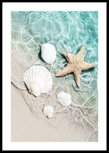 Starfish And Seashell-0