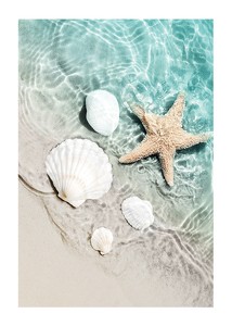 Poster Starfish And Seashell