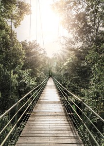 Hanging Bridge In Costa Rica-3