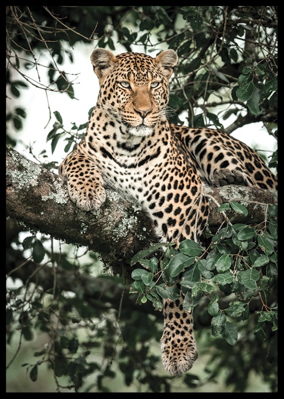 Leopard In Tree-2