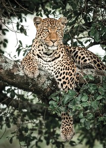 Leopard In Tree-3