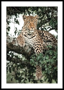 Leopard In Tree-0