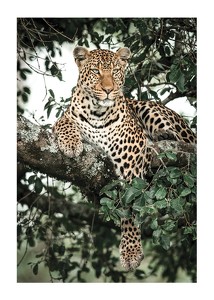 Leopard In Tree-1
