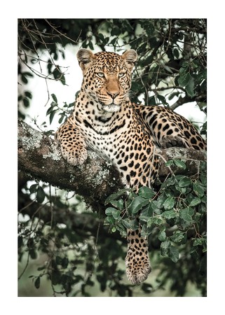 Poster Leopard In Tree