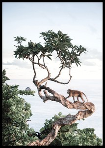 Monkey In Tree-2