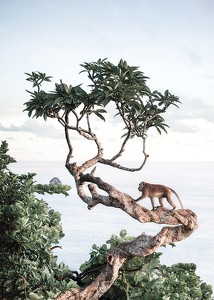 Monkey In Tree-3