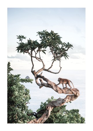 Poster Monkey In Tree