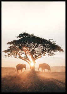 Elephants At Sunrise-2