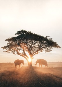 Elephants At Sunrise-3