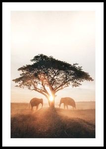 Elephants At Sunrise-0