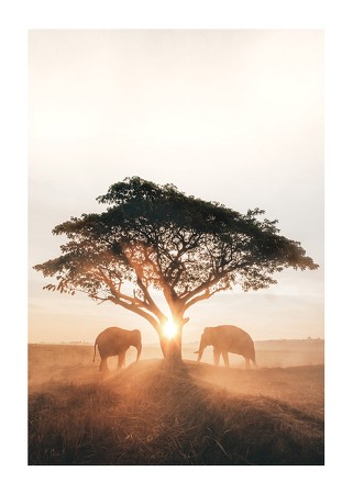 Poster Elephants At Sunrise