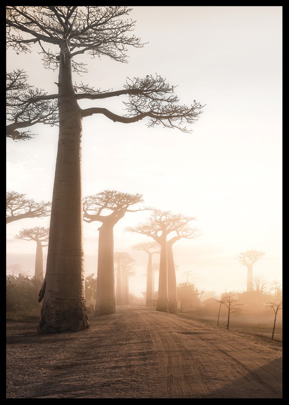 Baobab Trees In Madagascar-2