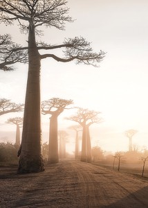 Baobab Trees In Madagascar-3