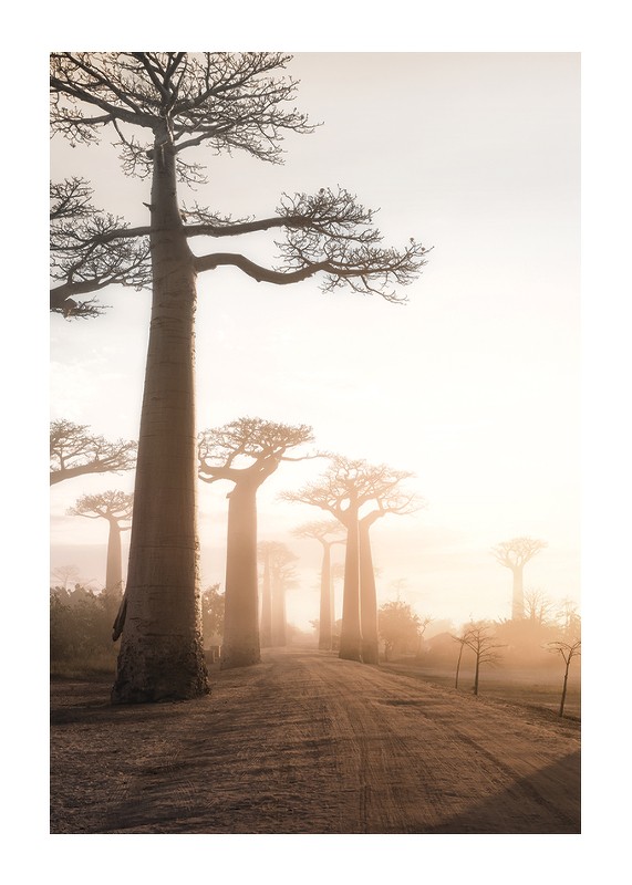 Baobab Trees In Madagascar-1